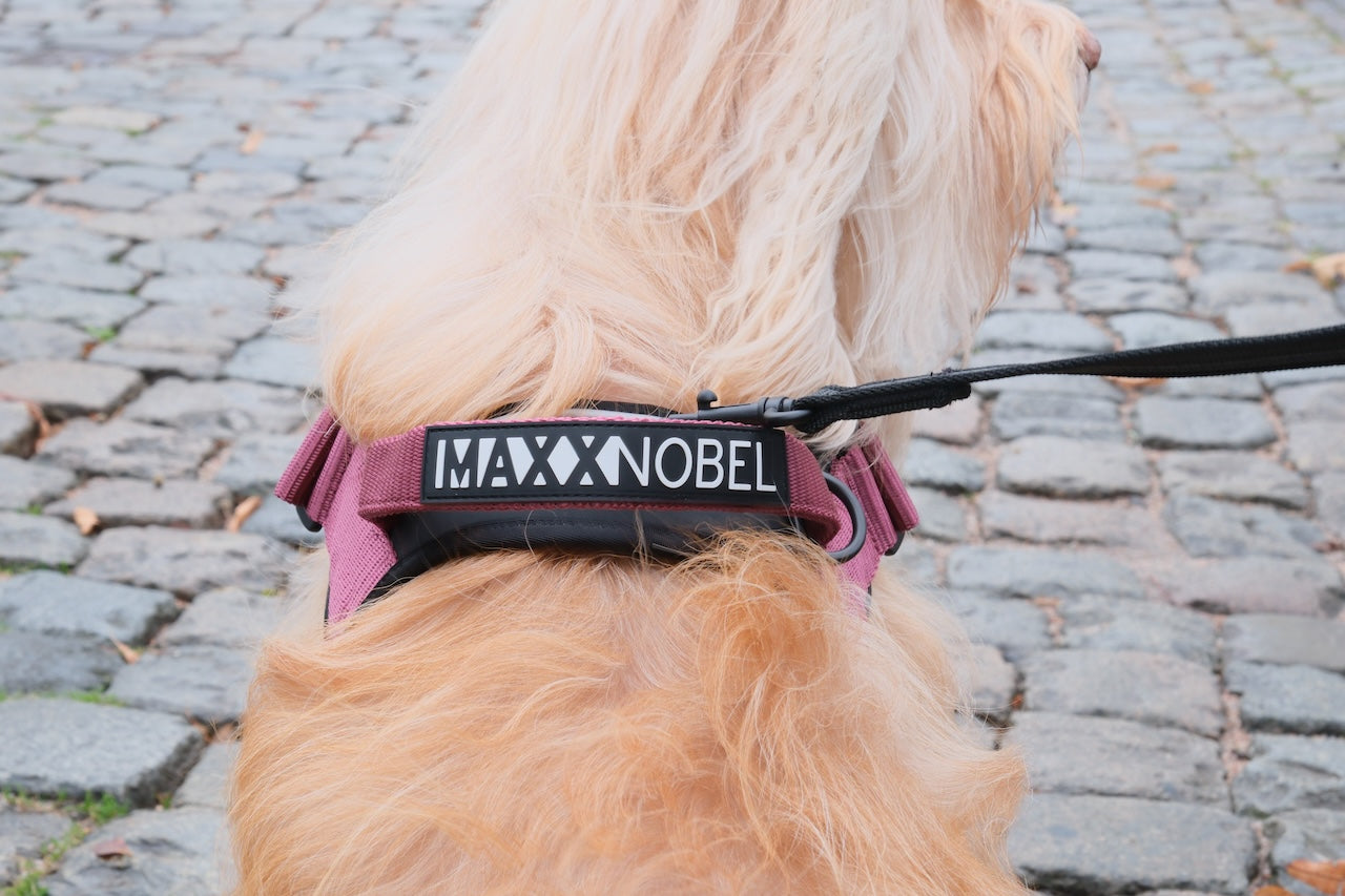 Uitvalgedrag aan de lijn: waarom jouw hond niet ongehoorzaam is, maar overbelast