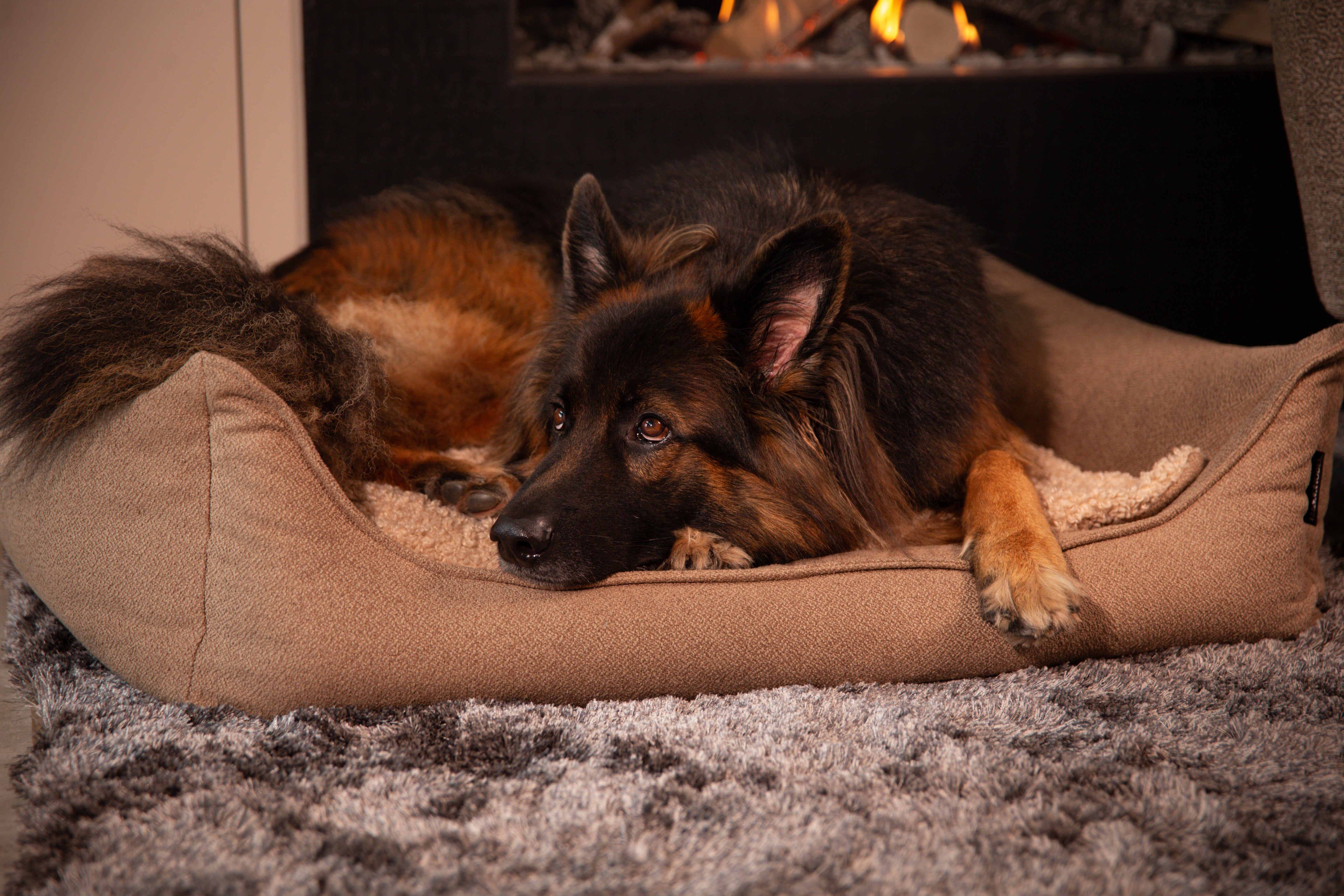 5 Tips voor een huisdiervriendelijk interieur zonder concessies aan stijl