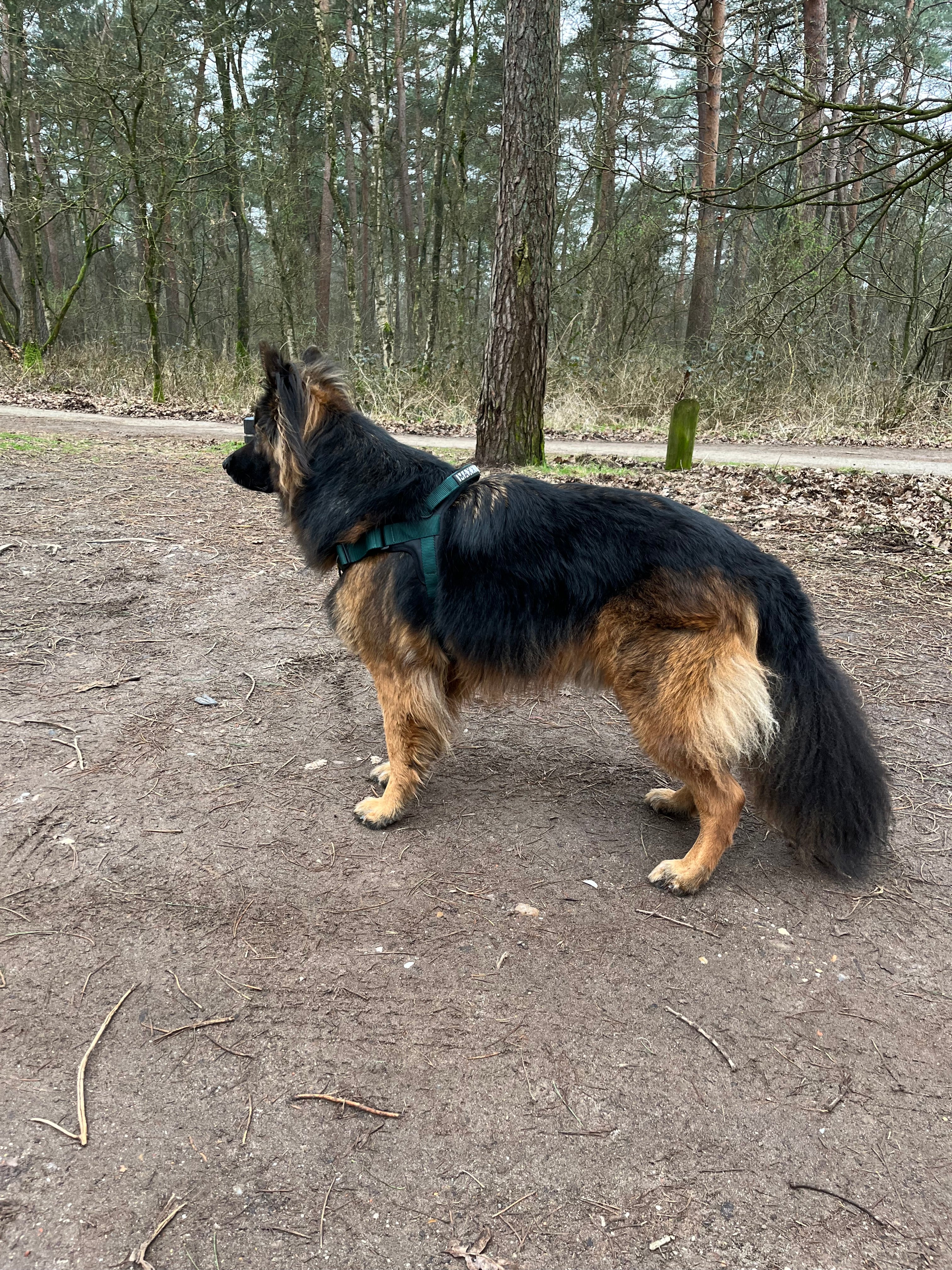 Ontdek het Perfecte Hondentuig voor Jouw vierpotige vriend met MaxxNobel