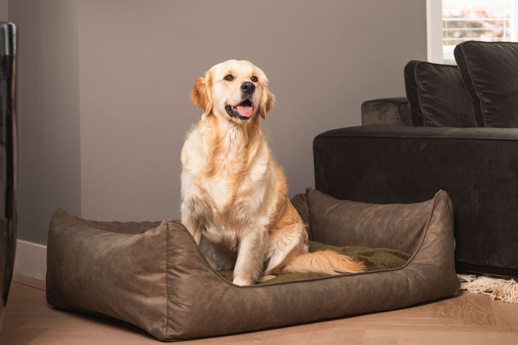 hond op een rustige plek in het huis, veilig in de mand van MaxxNobel