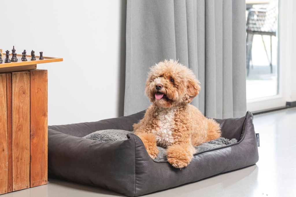 Duurzaamheid begint bij de bron, ook voor je hond!