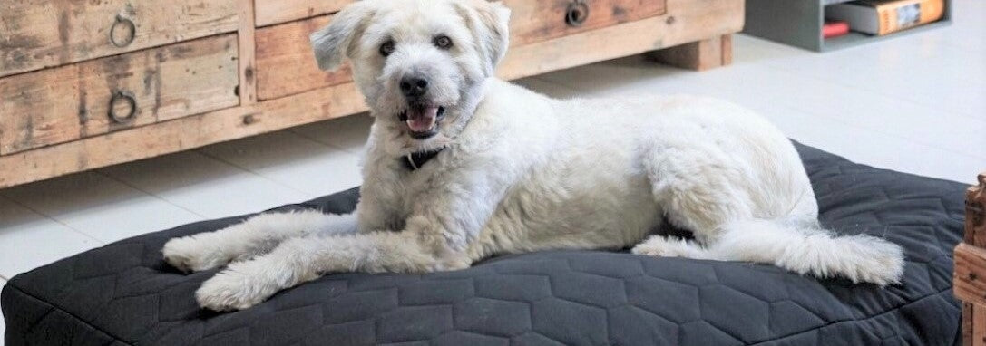 Wat is een orthopedisch hondenkussen?