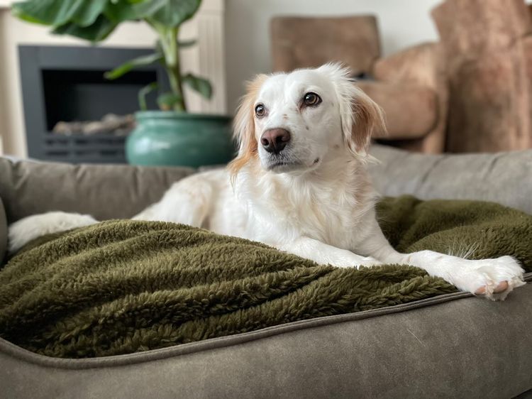 Orthopädisches Hundebett MaxxNobel - Lederoptik - Oliv
