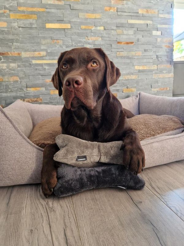 Pluche Hondenknuffel - Chique - Zand - Pluche hondenknuffel