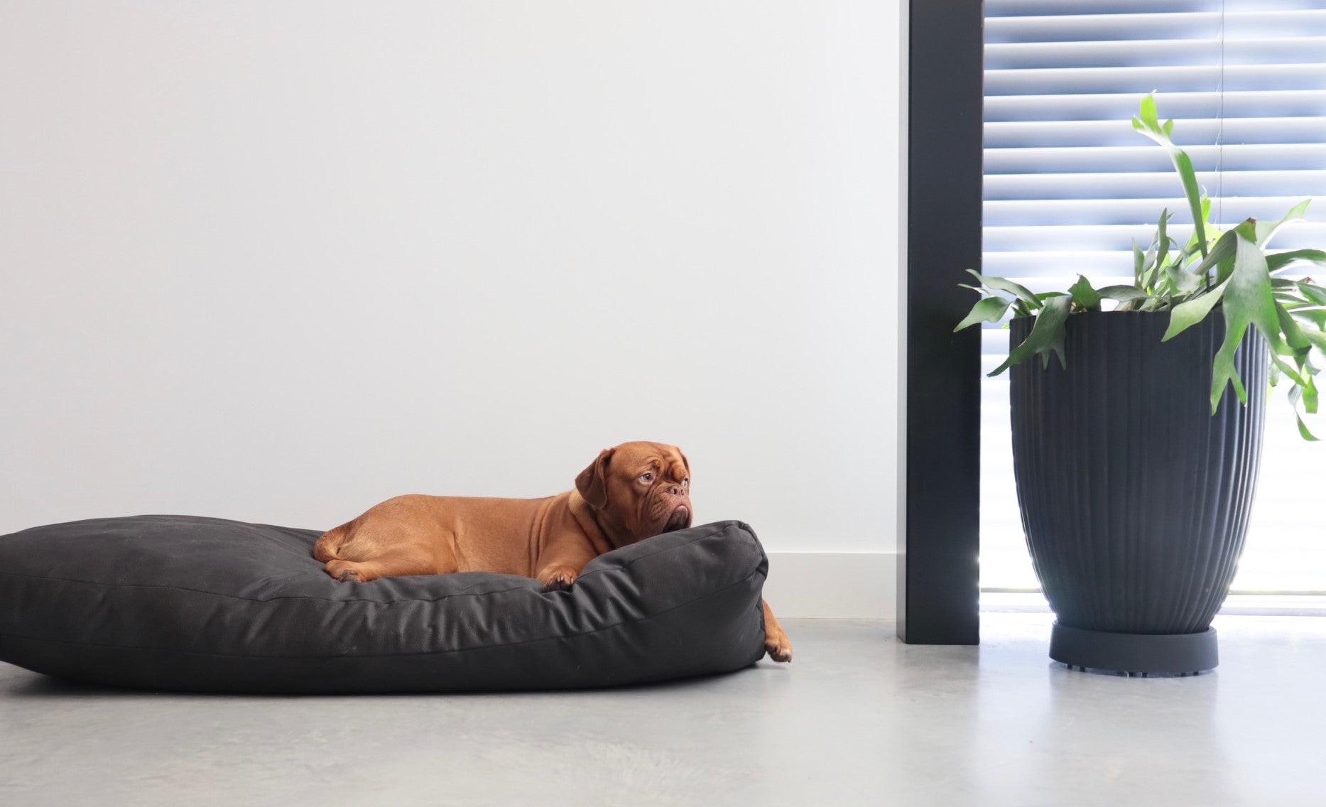 Hundekissen MaxxNobel - Lederoptik - Schwarz