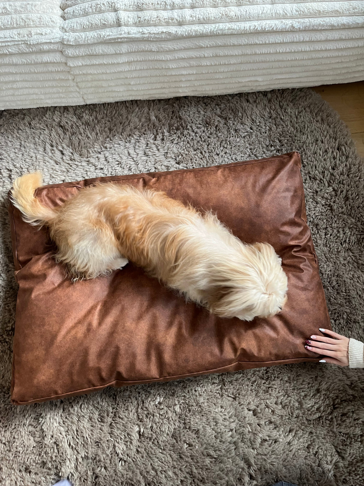 Een hond heeft grenzen nodig, maar daarvoor hoef je hem niet te corrigeren