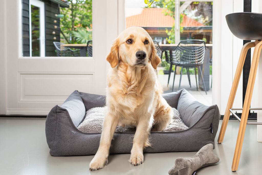 axxNobel comfort. Omdat goed slapen voor elke hond belangrijk is.