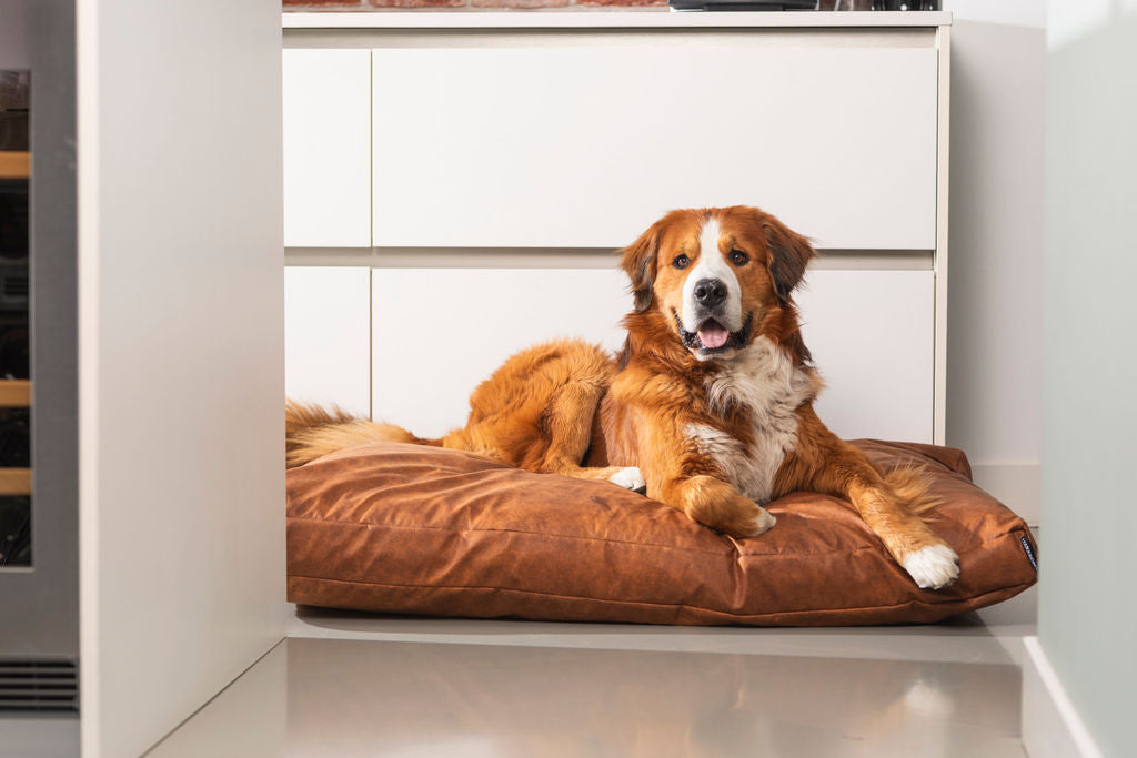 Waarom je hond “ineens” uitvalt: de stressemmer uitgelegd