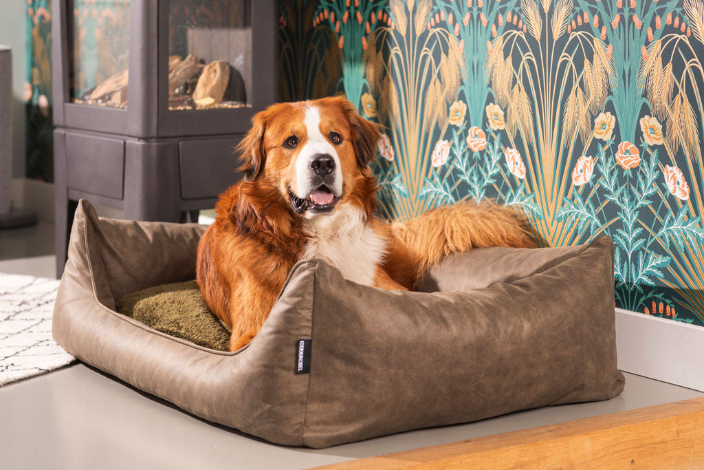 hond ligt heerlijk knus in de hondenmand uit de Lederlook-Collectie in de kleur olijf van Maxxnobel