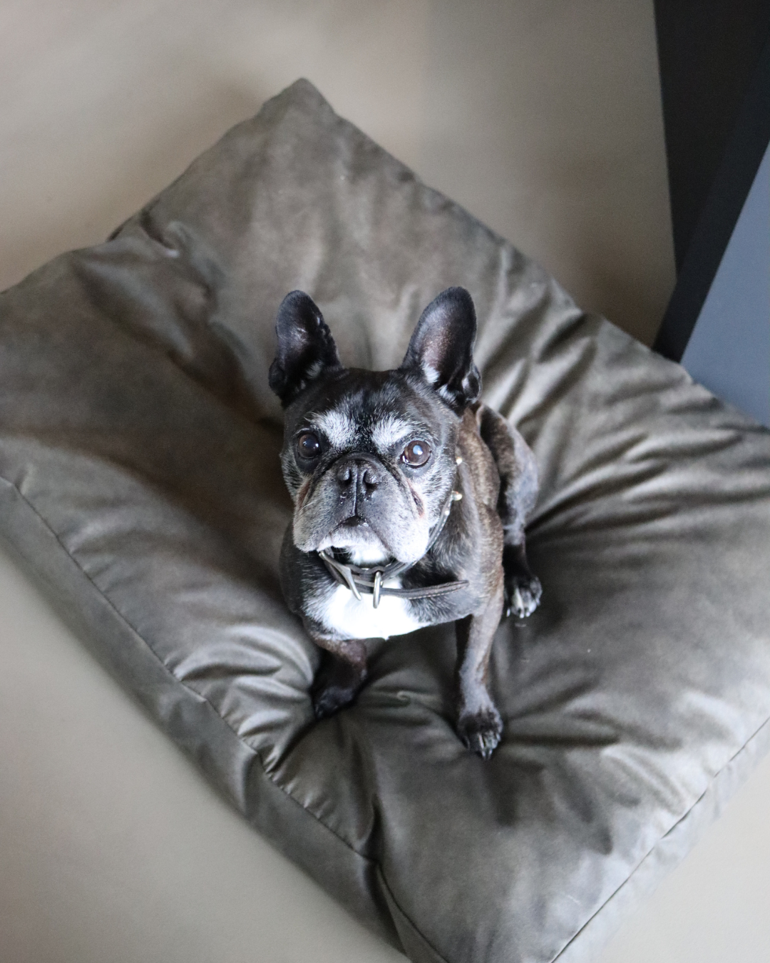 Waarom rust nóg belangrijker wordt als je hond ouder wordt