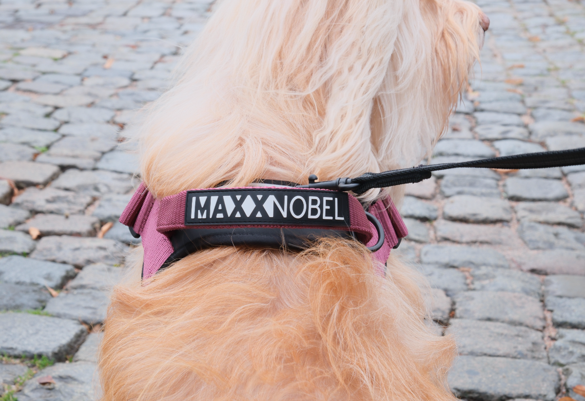 Waarom trekt mijn hond aan de lijn?
