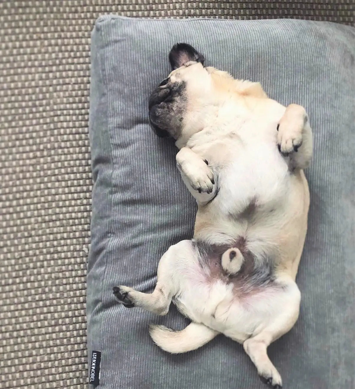 Hoe belangrijk is slaap voor een hond
