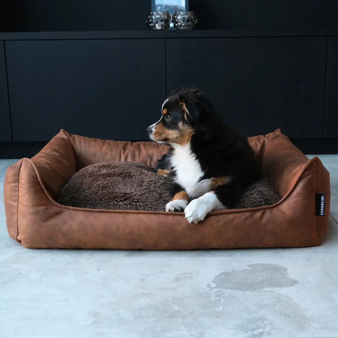 Kleine complimenten groot effect op het gedrag en de rust van je hond