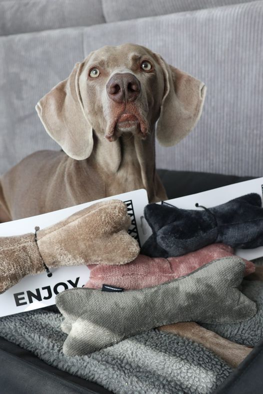 Plüsch-Hundekuscheltier MaxxNobel - Chic - Blau